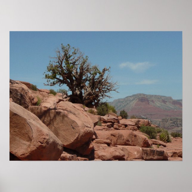 Grand Canyon Shrub Poster (Framsidan)