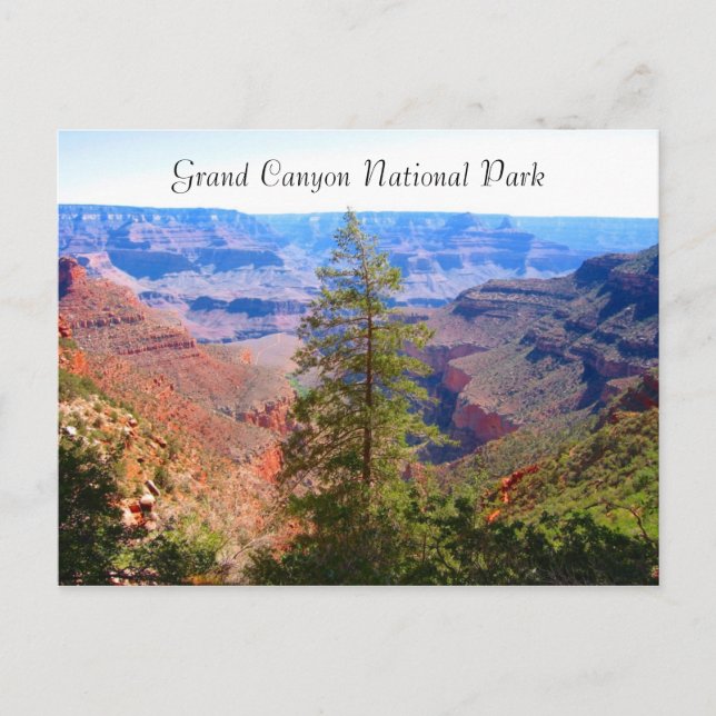 grand canyon träd vykort (Framsida)