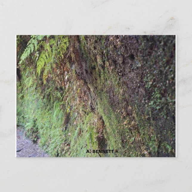 Grand Canyon Vykort (Framsida)