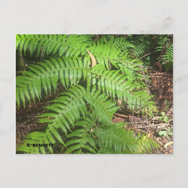 Grand Canyon Vykort (Framsida)