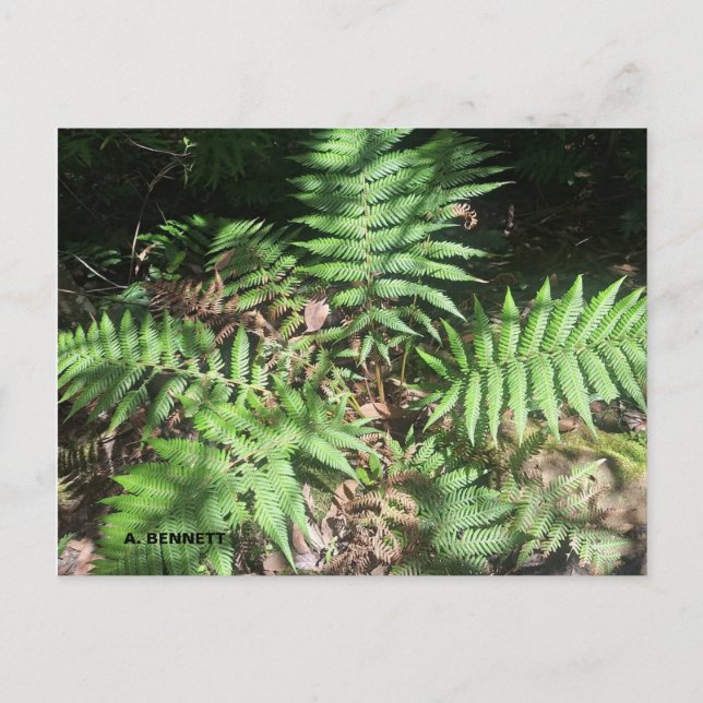 Grand Canyon Vykort (Framsida)