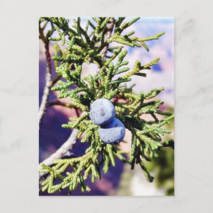 Grand Canyons Junipers Berry Berries Vykort