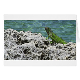 Grand Cayman Islands Grönt Iguana Hälsningskort