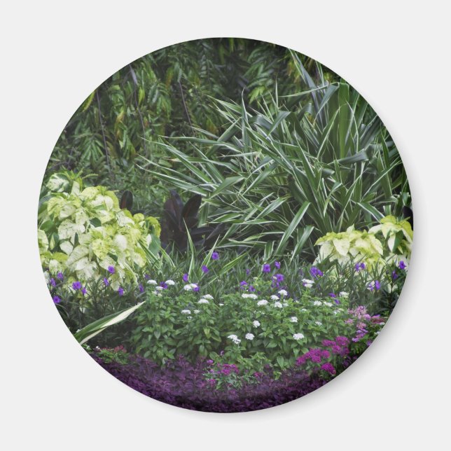 Grand Cayman-öarna Magnet (Framsidan)