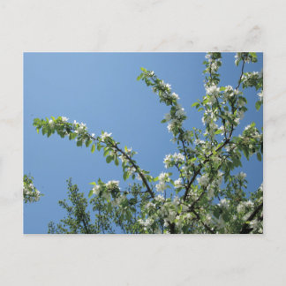 Grand Hotel, Mackinac Island, Mich. Vykort