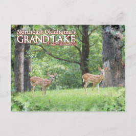 Grand Lake Oklahoma vykort hjort