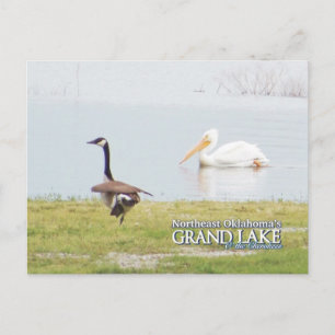 Grand Lake Oklahoma vykort pelican3