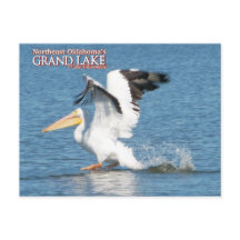 Grand Lake Oklahoma vykort pelikan 16v1