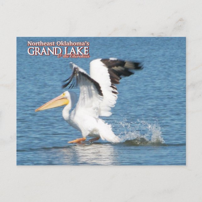 Grand Lake Oklahoma vykort pelikan 16v1 (Framsida)