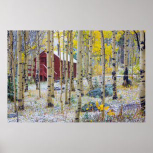 Grand Mesa Solitory-kabin i en skog Poster