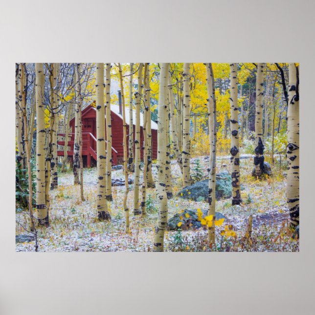 Grand Mesa Solitory-kabin i en skog Poster (Framsidan)