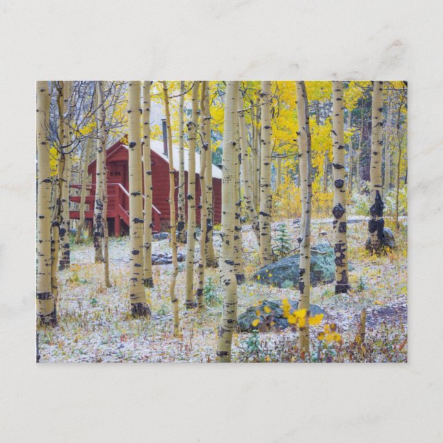 Grand Mesa Solitory-kabin i en skog Vykort (Framsida)