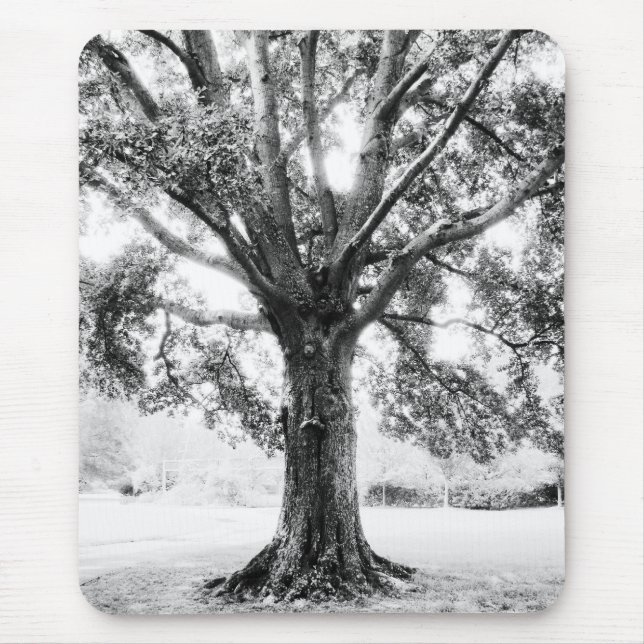 Grand Musmatta (Framsidan)