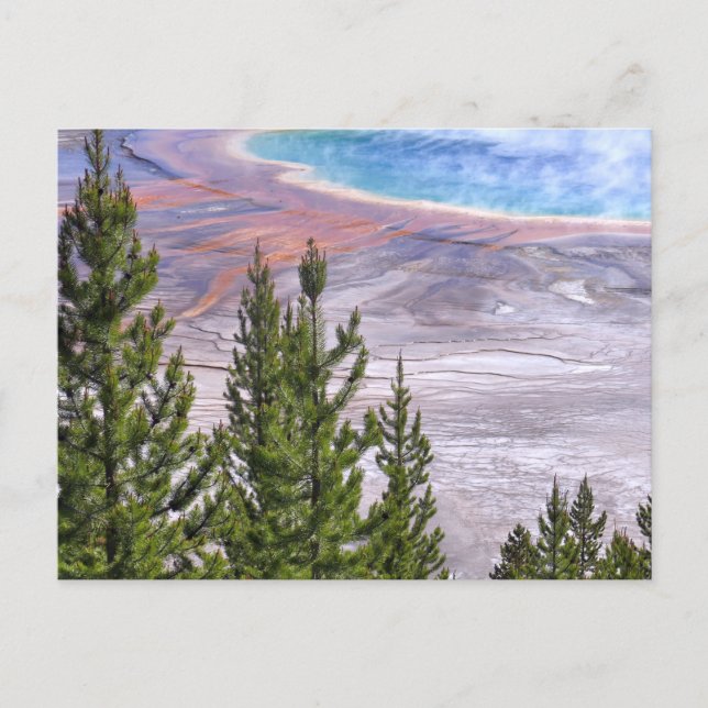 Grand Prismatic-utsikt Vykort (Framsida)