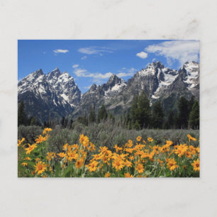 Grand Teton nationalpark Vykort
