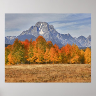 Grand Teton NP, berget Moran och aspen träd Poster