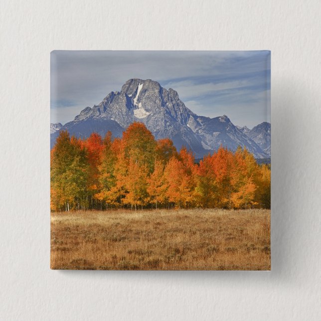 Grand Teton NP, Mount Moran och asp-träd Knapp (Framsida)