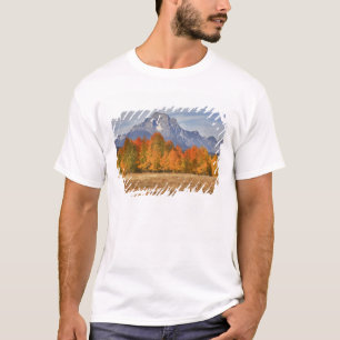 Grand Teton NP, Mount Moran och asp-träd Tröja