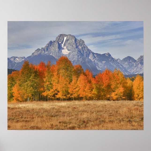 Grand Teton NP, Mount Moran och aspen träd Poster (Framsidan)