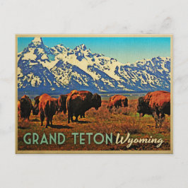 Grand Teton Wyoming Buffalo Vykort