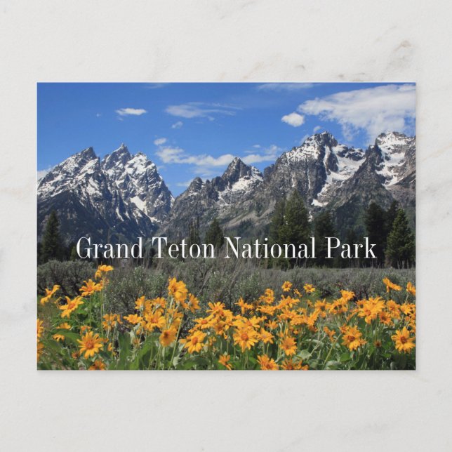 Grand Tetons med Vår Snö och Flowers Vykort (Framsida)