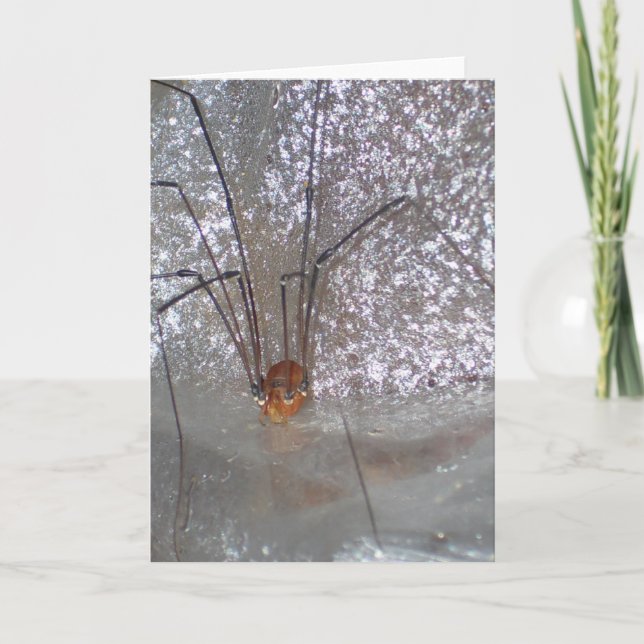 Grandaddy Longlegs Kort (Framsida)