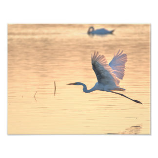 Grande aigrette fototryck