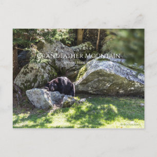 Grandfather Mountain Park Vykort
