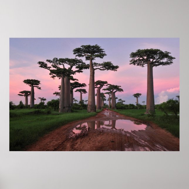 Grandidier Baobab Forest Poster (Framsidan)