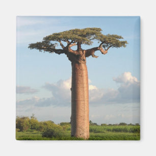 Grandidiers Baobab Madagascar Magnet