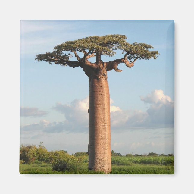 Grandidier's Baobab Madagascar Magnet (Framsidan)