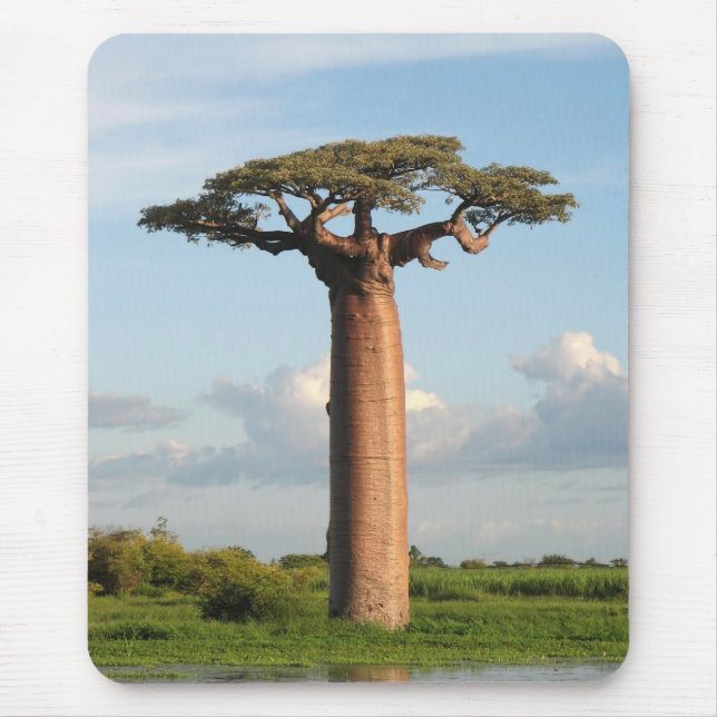 Grandidiers Baobab Madagascar Musmatta (Framsidan)
