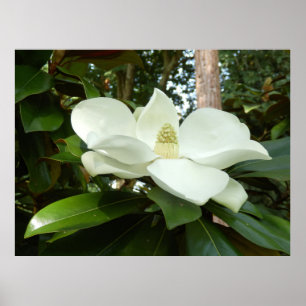 Grandiflora affisch för Magnolia