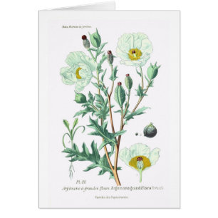 Grandiflora Argemone Hälsningskort