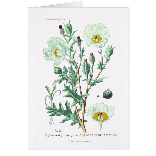 Grandiflora Argemone Hälsningskort (Framsidan)