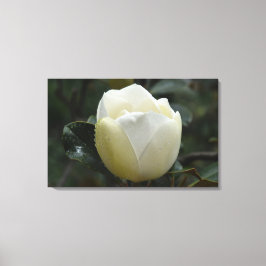 Grandiflora kanvastryck för Magnolia