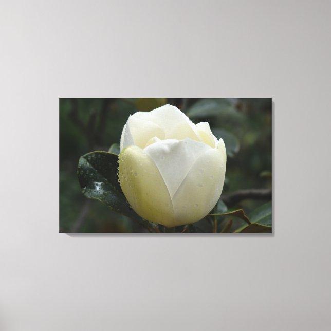 Grandiflora kanvastryck för Magnolia (Framsida)