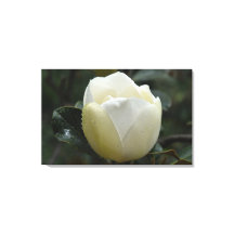 Grandiflora kanvastryck för Magnolia