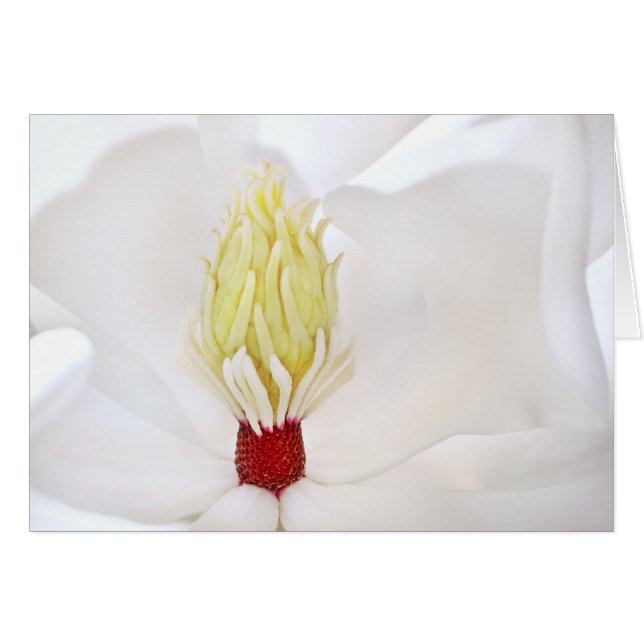 Grandiflora Magnolia Hälsningskort (Framsidan Horizontal)