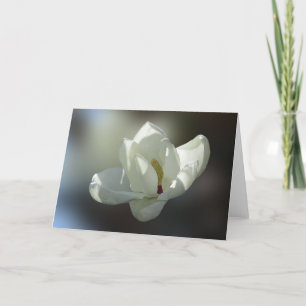 Grandiflora Magnolia Kort