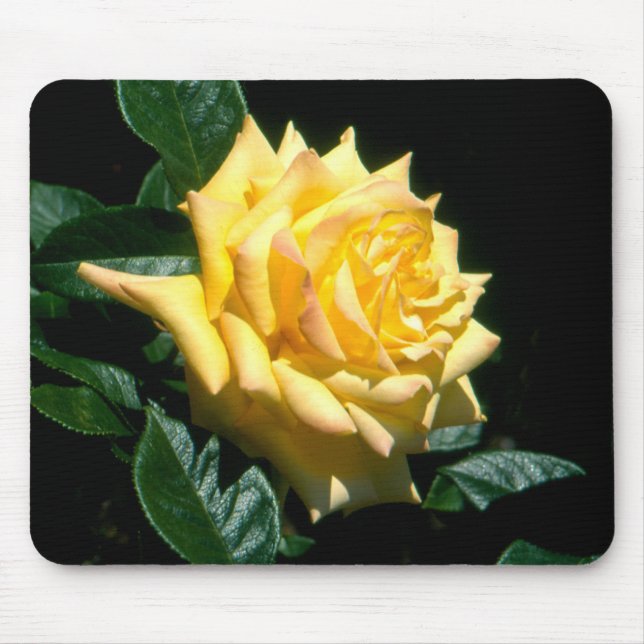 Grandpa Dickson Musmatta (Framsidan)