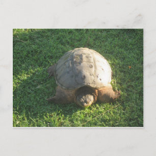 Grandpa Turtle Vykort