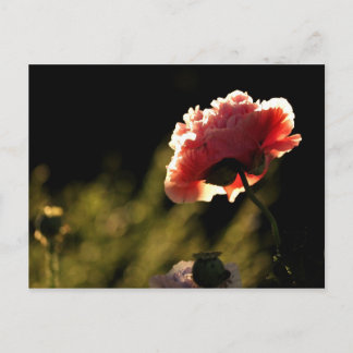 Grannens trädgård vykort