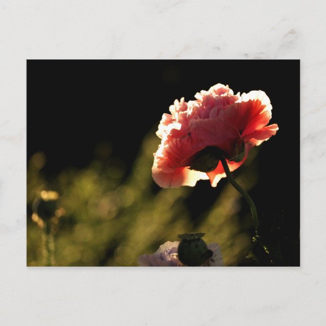 Grannens trädgård vykort (Framsida)