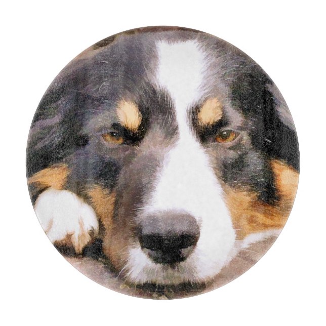 GRÄNS COLLIE (Framsidan)