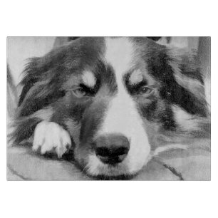 GRÄNS COLLIE
