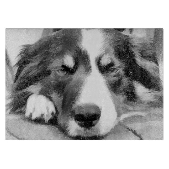 GRÄNS COLLIE (Framsidan)