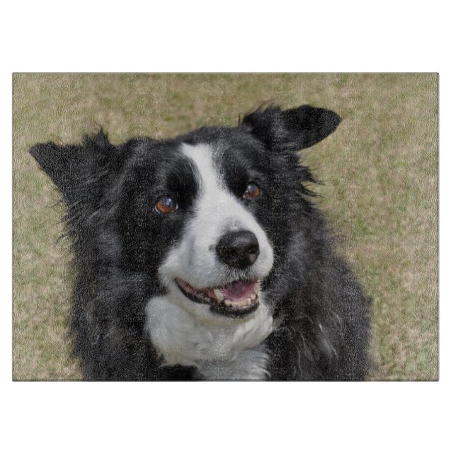 Gräns collie (Framsidan)