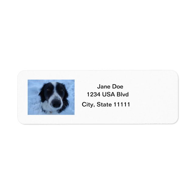 Gräns Collie Adressetiketter Returadress Etikett (Framsidan)