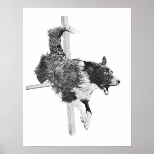 Gräns Collie Agilitet Hund Art Hund Teckning Poster (Framsidan)